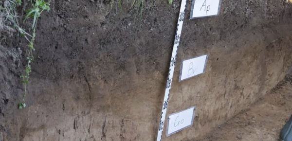 Improved soil functions through increased humus and soil life in the field – that's what the agroforestry system promises. copy